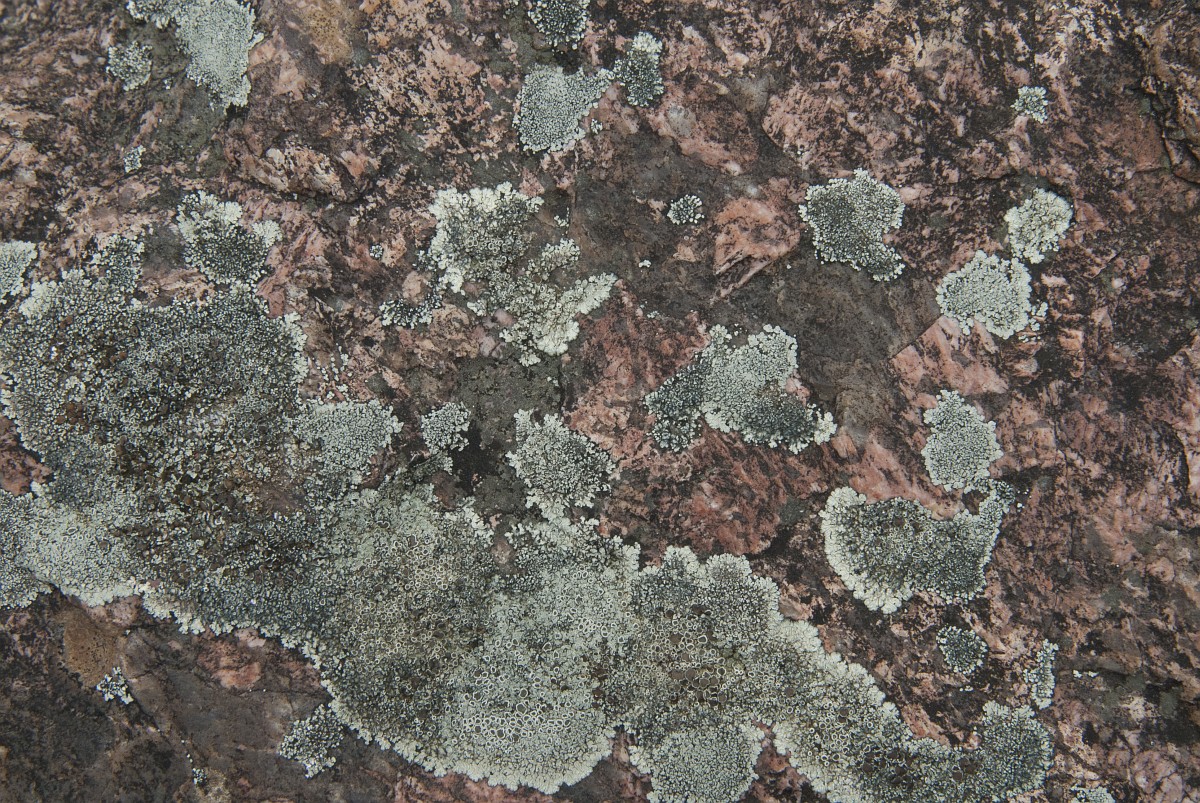 Lecanora muralis